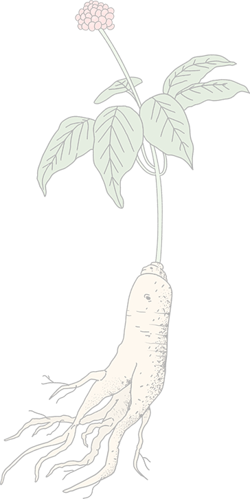 RED GINSENG IMAGE